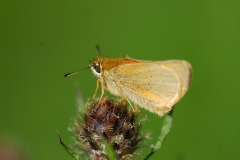 Ochlodes venata - Large Skipper