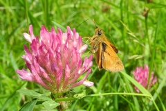 Ochlodes venata - Large Skipper