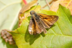 Ochlodes venata - Large Skipper