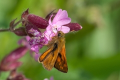 Ochlodes venata - Large Skipper