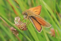 Thymelicus sylvestris - Small Skipper, Thorne Moor