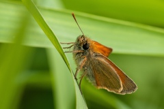 Thymelicus sylvestris - Small Skipper