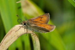 Thymelicus sylvestris - Small Skipper