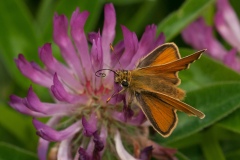 Thymelicus sylvestris - Small Skipper