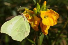 Gonepteryx rhamni - Brimstone, Finningley