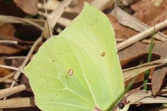 Gonepteryx rhamni - Brimstone, Brodsworth Wood