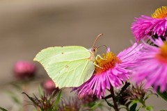 Gonepteryx rhamni - Brimstone, Woodside Nurseries, Austerfield.