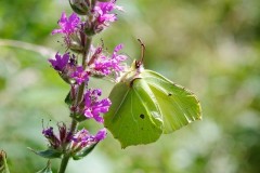 Gonepteryx rhamni - Brimstone, Woodside Nurseries, Austerfield.