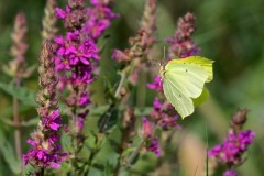 Gonepteryx rhamni - Brimstone, Woodside Nurseries, Austerfield.