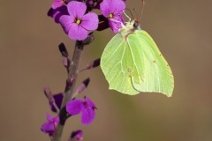 Gonepteryx rhamni - Brimstone, Woodside Nurseries, Austerfield.