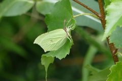 Gonepteryx rhamni - Brimstone, Thorne Moor