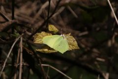 Gonepteryx rhamni - Brimstone,