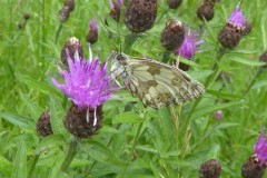 Melanargia galathera - Marbled White