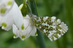 Anthocharis cardamines (Orange Tip), Finningley