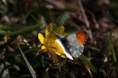 Anthocharis cardamines - Orange-tip, Brockadale