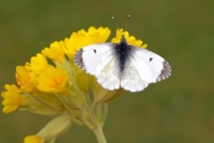 Anthocharis cardamines- Orange-tip (female), Woodside Nurseries, Austerfield.