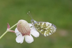 Anthocharis cardamines- Orange-tip (female), Woodside Nurseries, Austerfield.