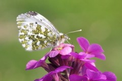 Anthocharis cardamines- Orange-tip (female), Woodside Nurseries, Austerfield.