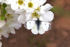 Anthocharis cardamines- Orange-tip (female), Woodside Nurseries, Austerfield.