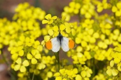 Anthocharis cardamines- Orange-tip (male), Woodside Nurseries, Austerfield.