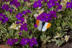 Anthocharis cardamines- Orange-tip (male), Woodside Nurseries, Austerfield.