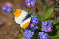 Anthocharis cardamines- Orange-tip (male), Woodside Nurseries, Austerfield.