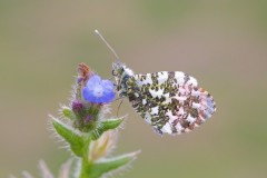 Anthocharis cardamines- Orange-tip (male), Woodside Nurseries, Austerfield.