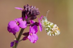 Anthocharis cardamines- Orange-tip (male), Woodside Nurseries, Austerfield.