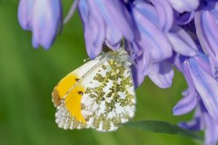 Anthocharis cardamines - Orange Tip, Thorne Moor