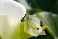 Pieris brassicae, Large White, Woodside Nurseries, Austerfield.