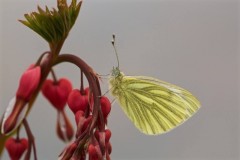 Pieris napi, Green-veined White, Woodside Nurseries, Austerfiel