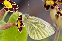 Pieris napi, Green-veined White, Woodside Nurseries, Austerfie