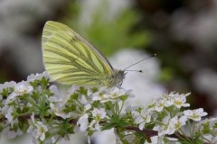 Pieris napi, Green-veined White, Woodside Nurseries, Austerfield.