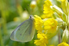 Pieris rapae, Small White, Woodside Nurseries, Austerfield.