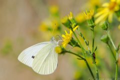 Pieris rapae - Small White, Thorne Moor