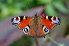 Aglais io, Peacock, Woodside Nurseries, Austerfield.