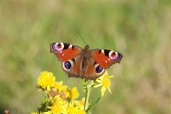 Aglais io, Peacock, Woodside Nurseries, Austerfield.