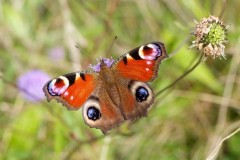 Aglais io, Peacock, YWT Potteric Carr