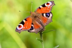 Aglais io, Peacock, YWT Potteric Carr