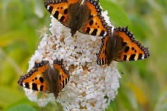 Aglais urticae, Small Tortoiseshell, Woodside Nurseries, Austerfield.