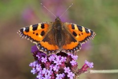 Aglais urticae, Small Tortoiseshell, Woodside Nurseries, Austerfield.