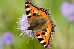 Aglais urticae, Small Tortoiseshell, YWT Potteric Carr.