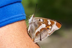 Apatura iris, Purple Emperor, male, Chamber’s Farm Wood, Lincs.