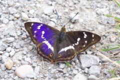 Apatura iris, Purple Emperor, male, Chamber’s Farm Wood, Lincs.