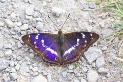 Apatura iris, Purple Emperor, male, Chamber’s Farm Wood, Lincs.