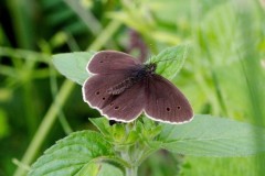 Aphantopus hyperantus, Ringlet, YWT Potteric Carr.