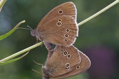 Aphantopus hyperantus _ Ringlet, (mating pair), Woodside Nurseries, Austerfield.