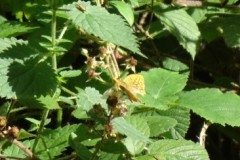 Argynnis paphia - Silver-washed Fritillary, Melton Wood