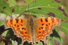 Polygonia c-album - Comma, Brodswoth Wood