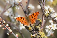 Polygonia c-album - Comma, Brockadale